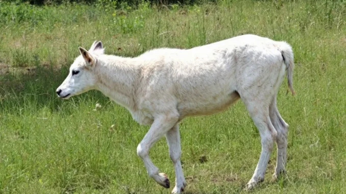 la-sauvegarde-juridi